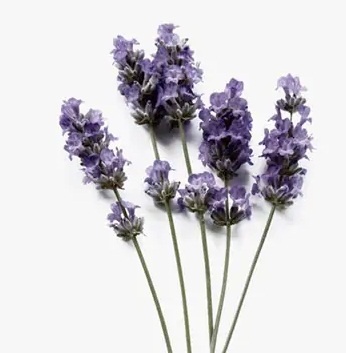 Lavendel (Lavandula angustifolia)